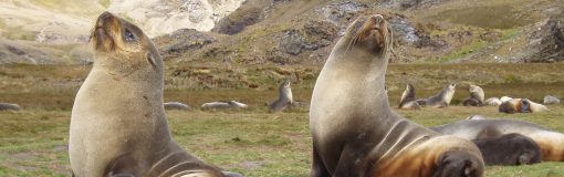 Fur seals